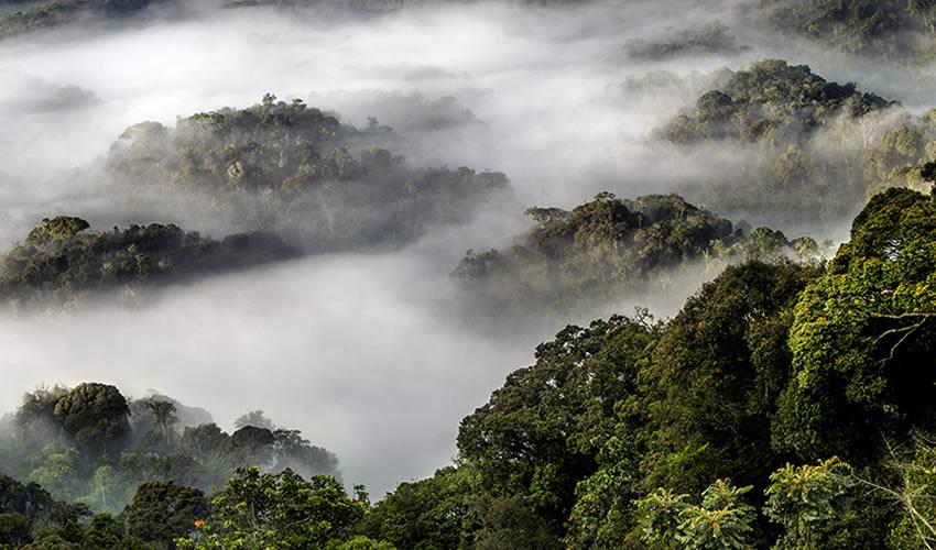 nyungwe park